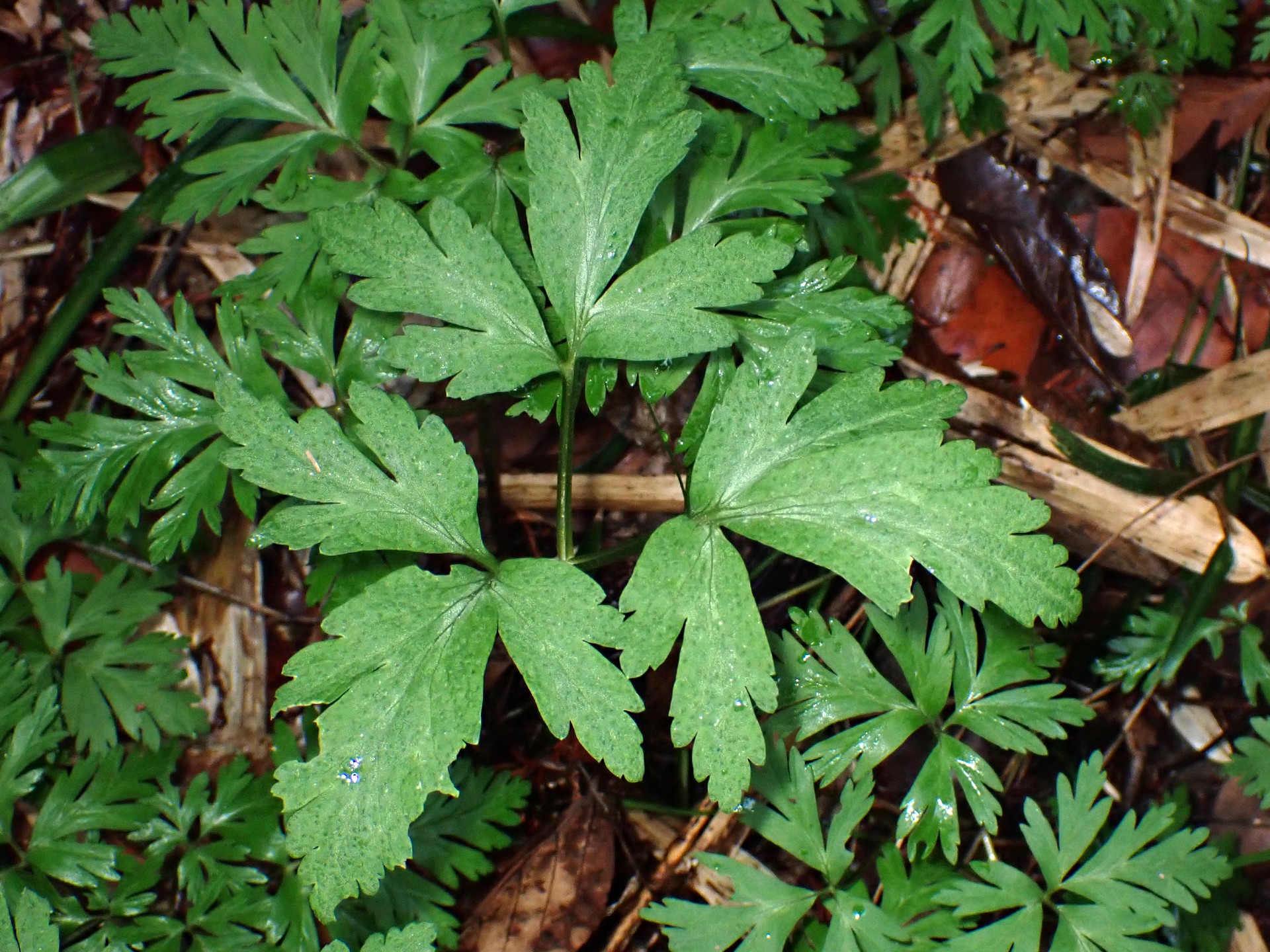 イチリンソウ の写真です。横浜市で、2025年4月3日に撮影したものです。