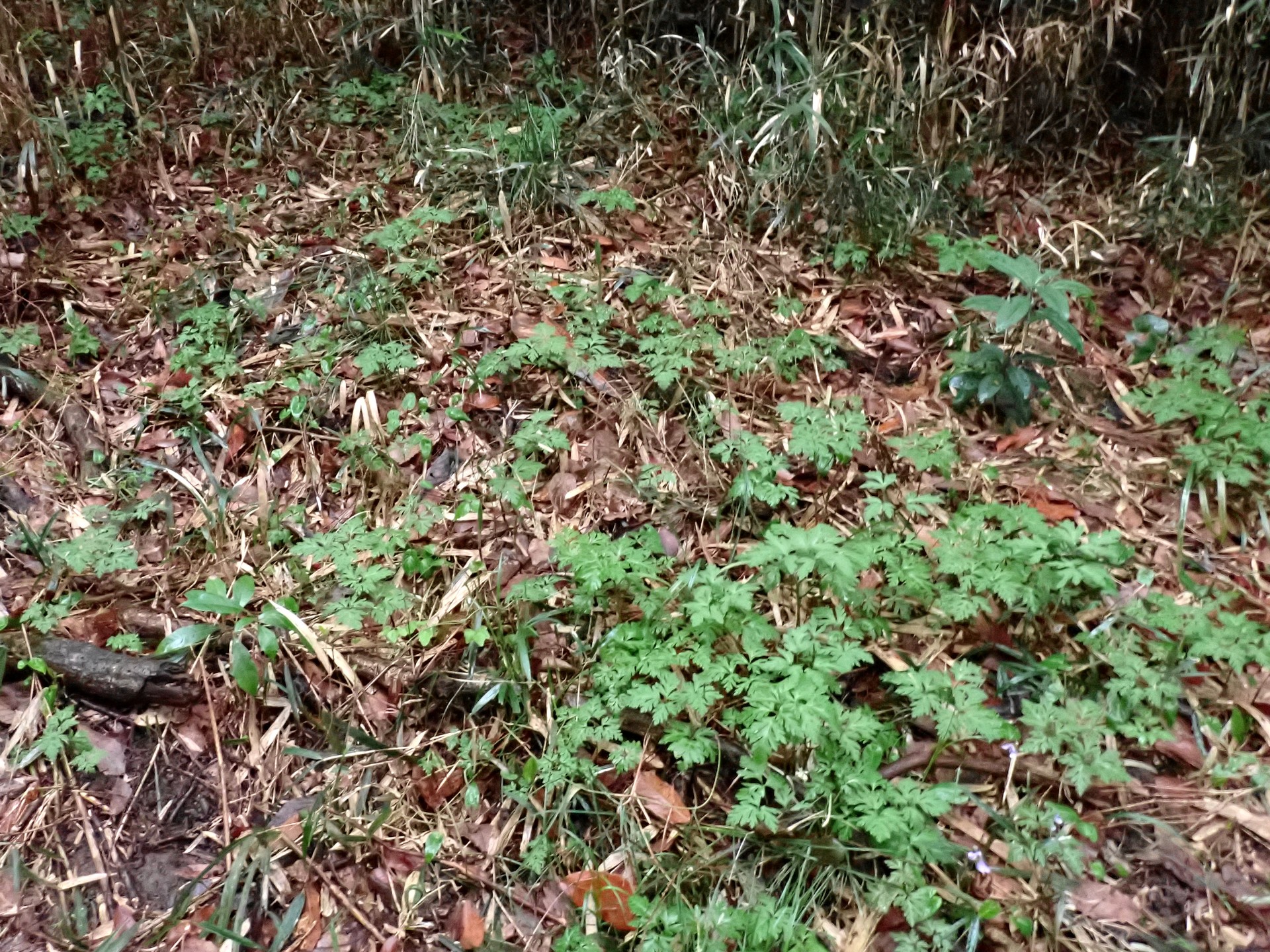 イチリンソウ の写真です。横浜市で、2025年4月3日に撮影したものです。