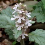 ジュウニヒトエ の高画質写真です。横浜市で、2025年4月18日に撮影したものです。