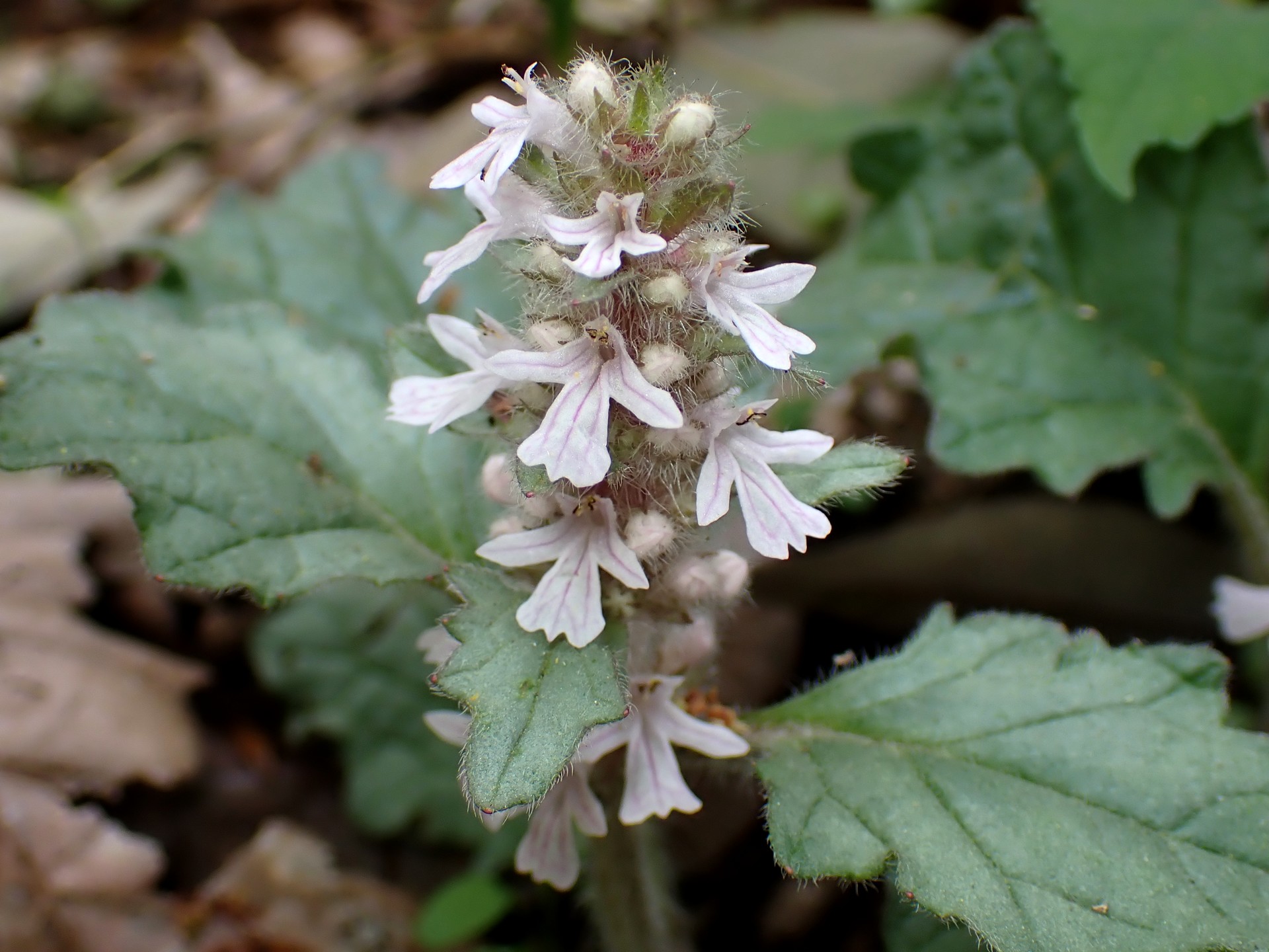 ジュウニヒトエ の高画質写真です。横浜市で、2025年4月18日に撮影したものです。