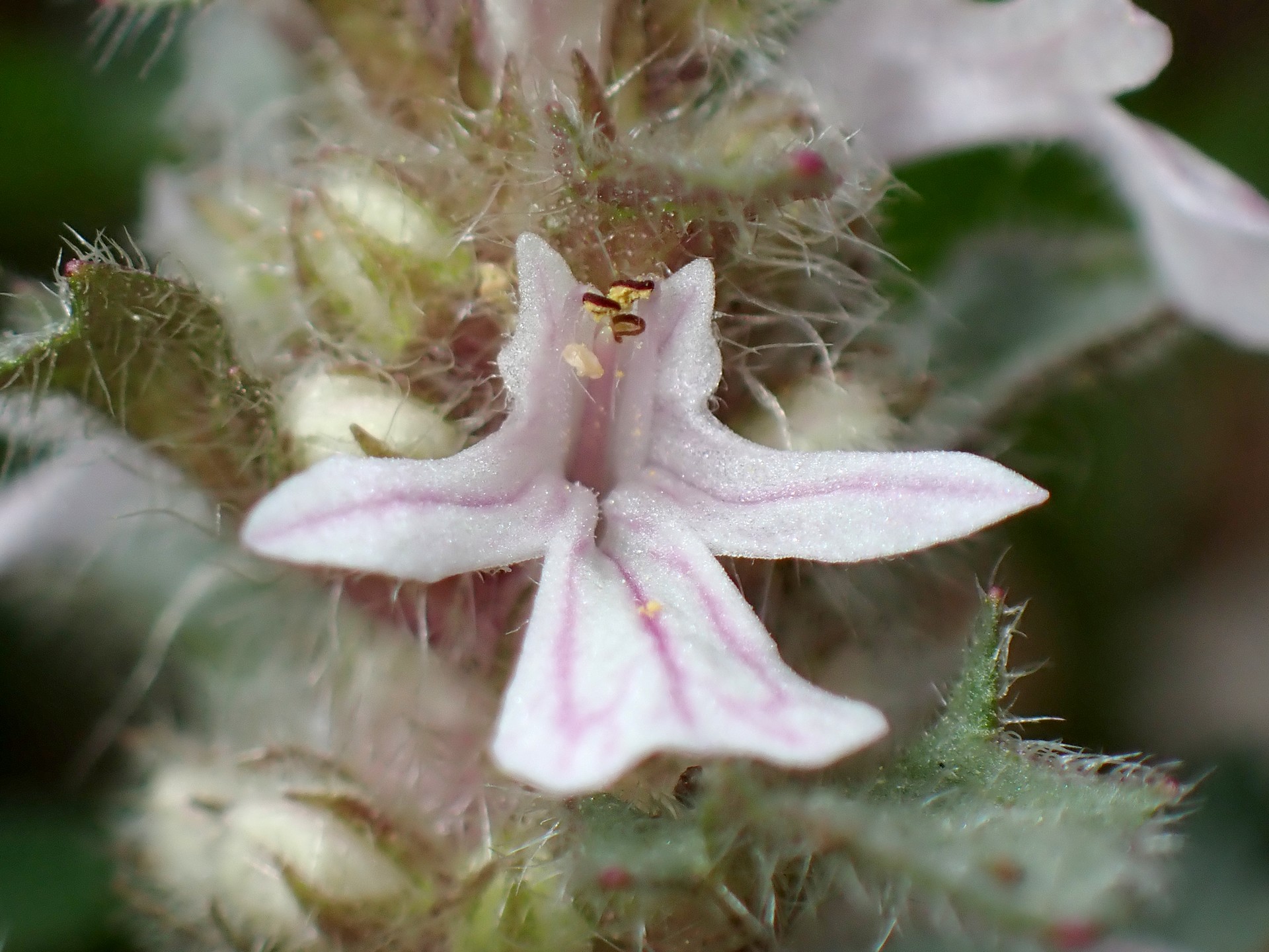 ジュウニヒトエ の高画質写真です。横浜市で、2025年4月18日に撮影したものです。