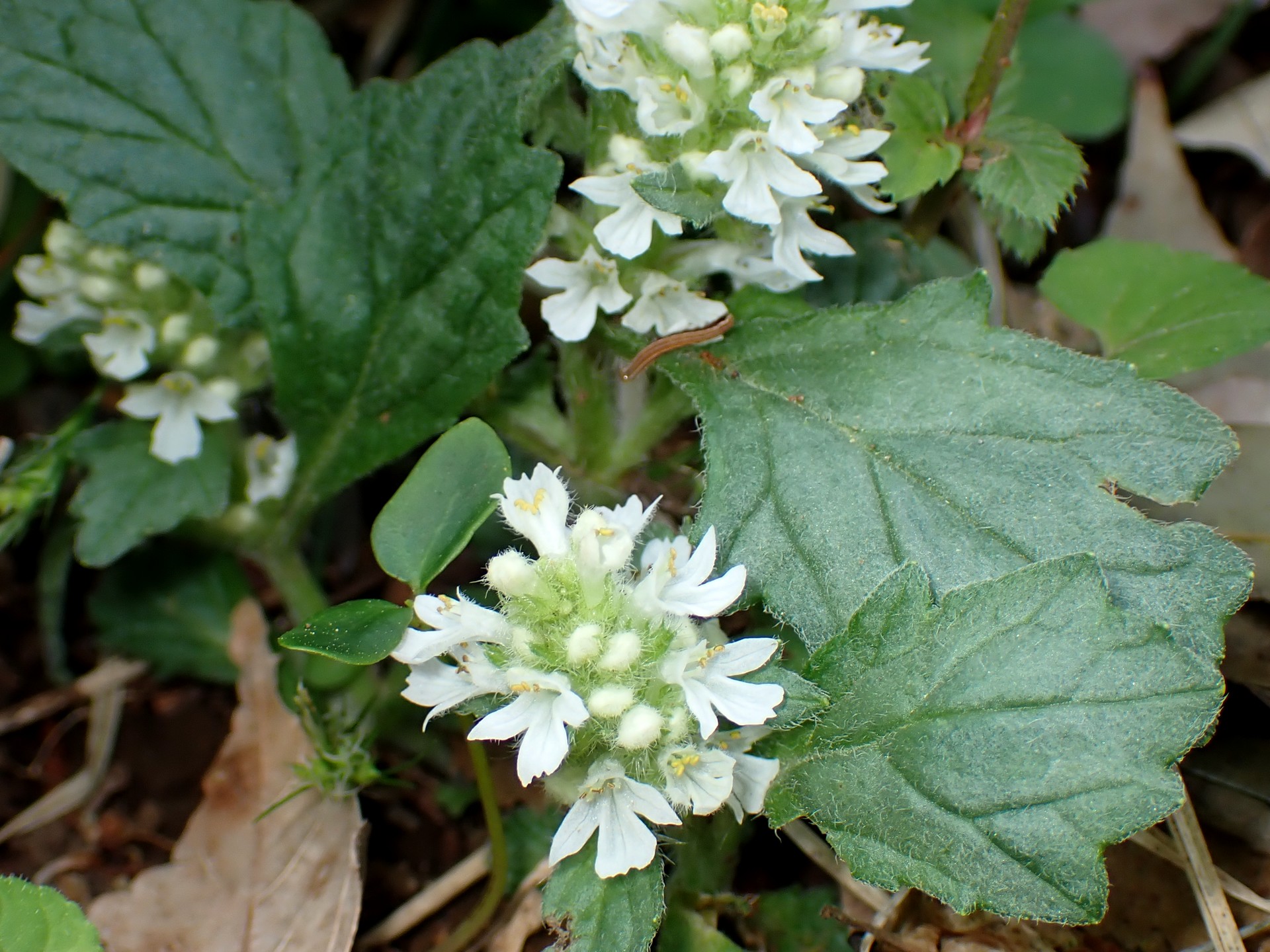 ジュウニヒトエ の高画質写真です。横浜市で、2025年4月18日に撮影したものです。