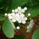 カマツカ の高画質写真です。横浜市で、2025年4月24日に撮影したものです。