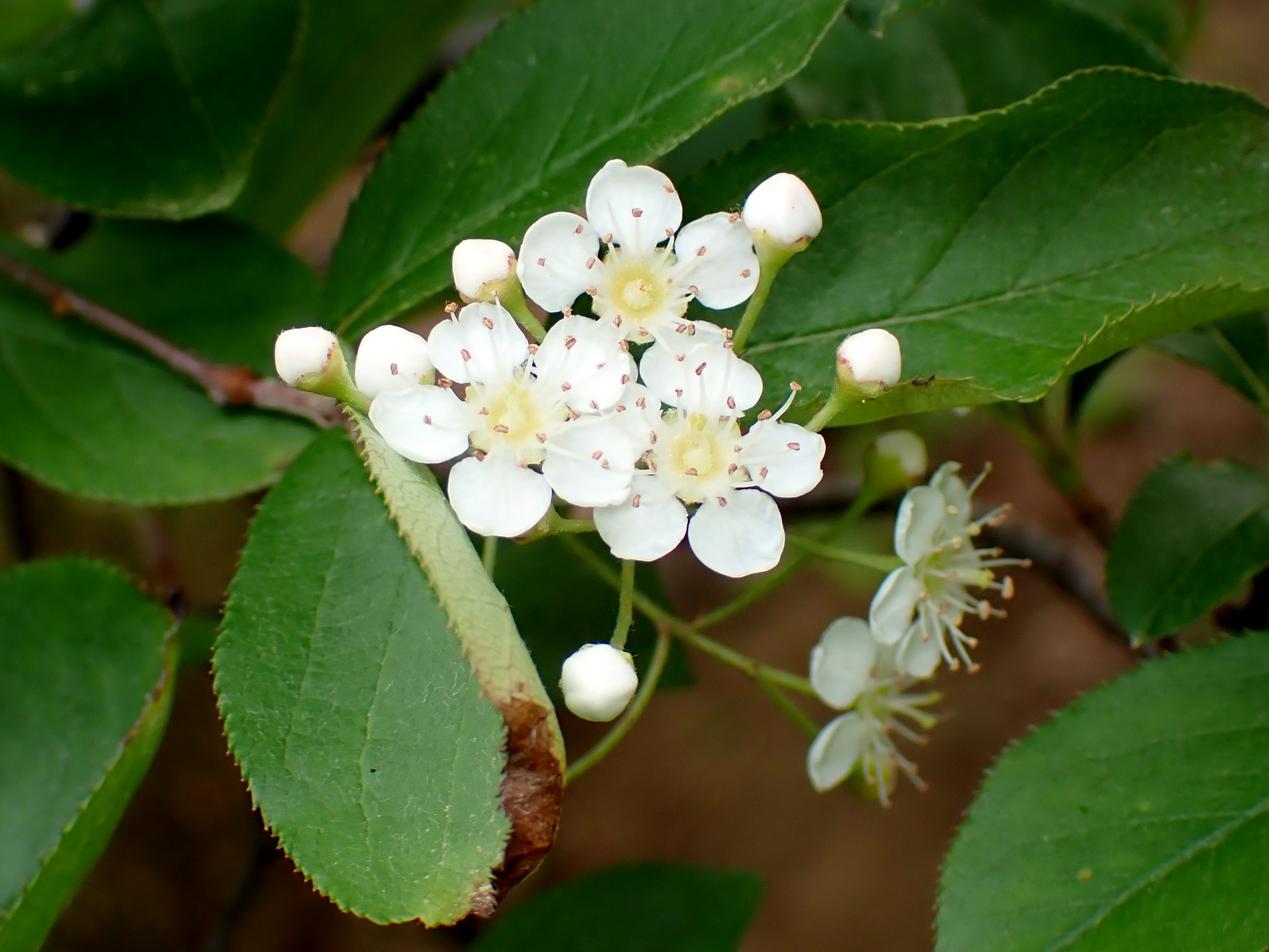 カマツカ の高画質写真です。横浜市で、2025年4月24日に撮影したものです。