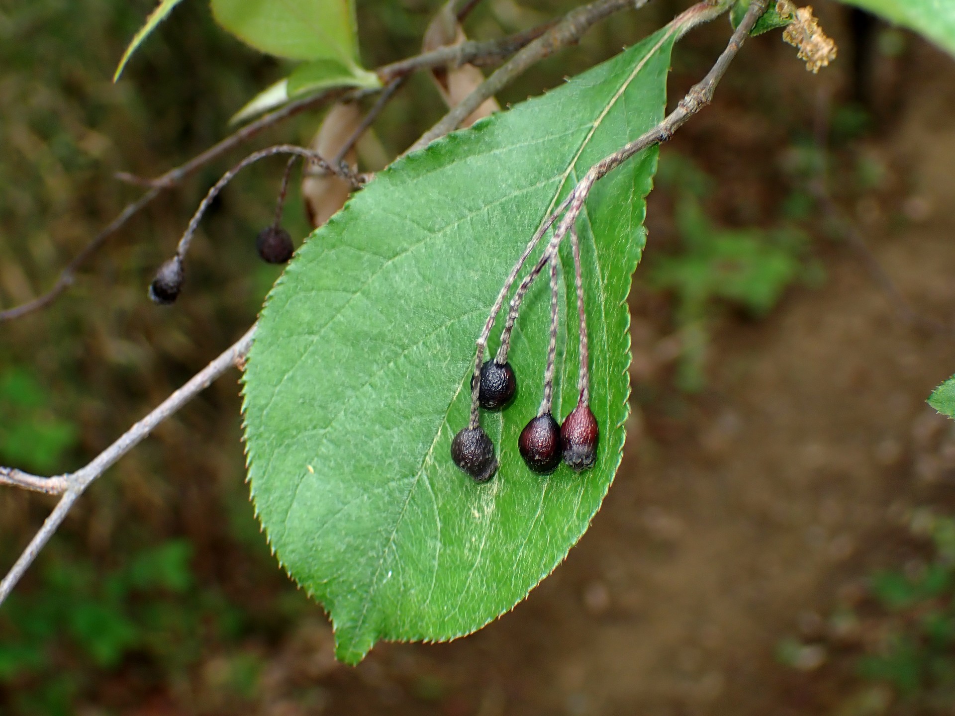 カマツカ の高画質写真です。横浜市で、2025年4月24日に撮影したものです。