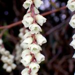 キブシ の写真です。横浜市で、2025年4月3日に撮影したものです。