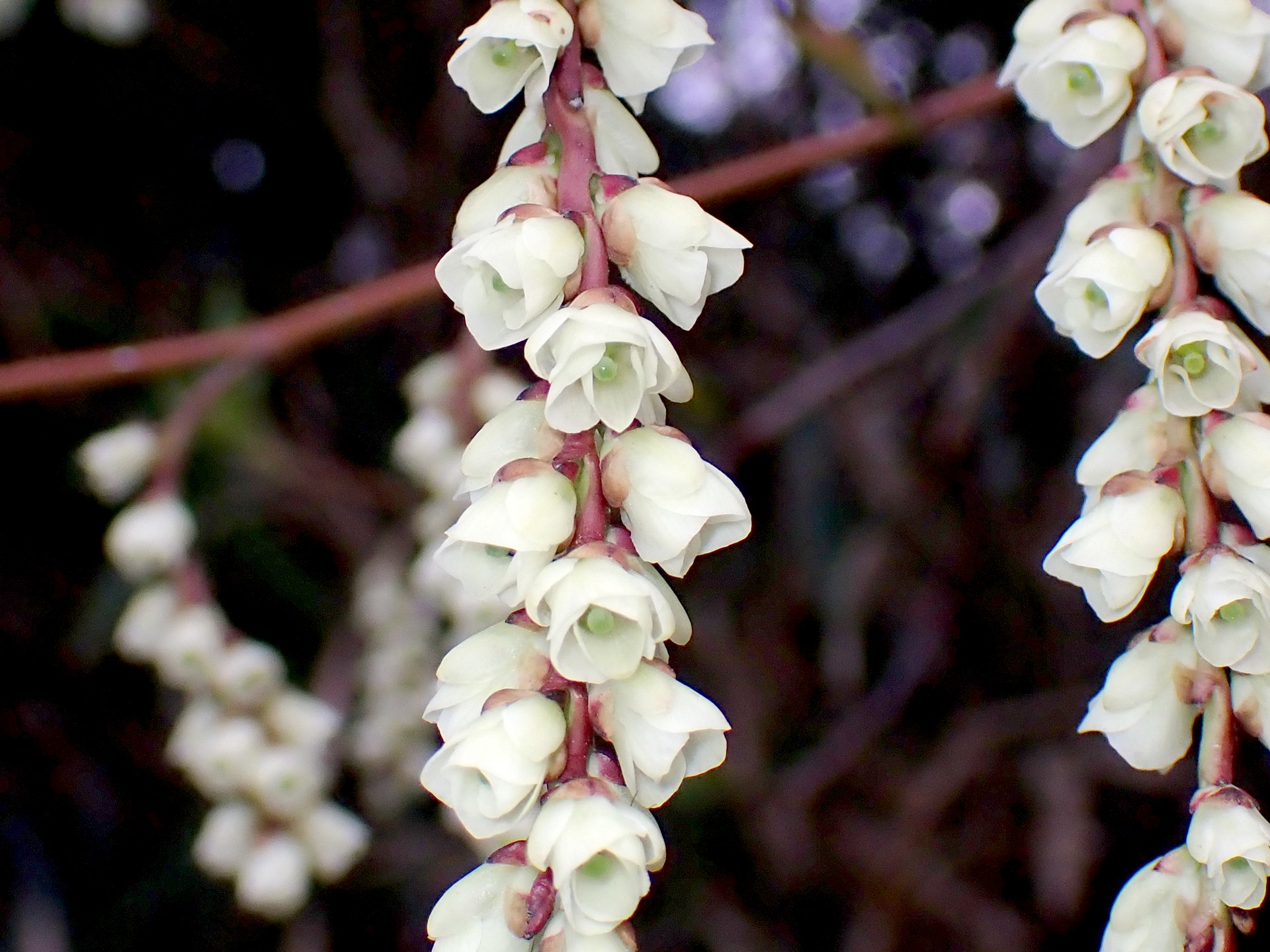 ムサシアブミ の写真です。横浜市で、2025年4月3日に撮影したものです。