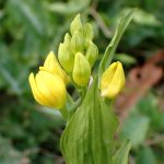 キンラン の高画質写真です。横浜市で、2025年4月18日に撮影したものです。