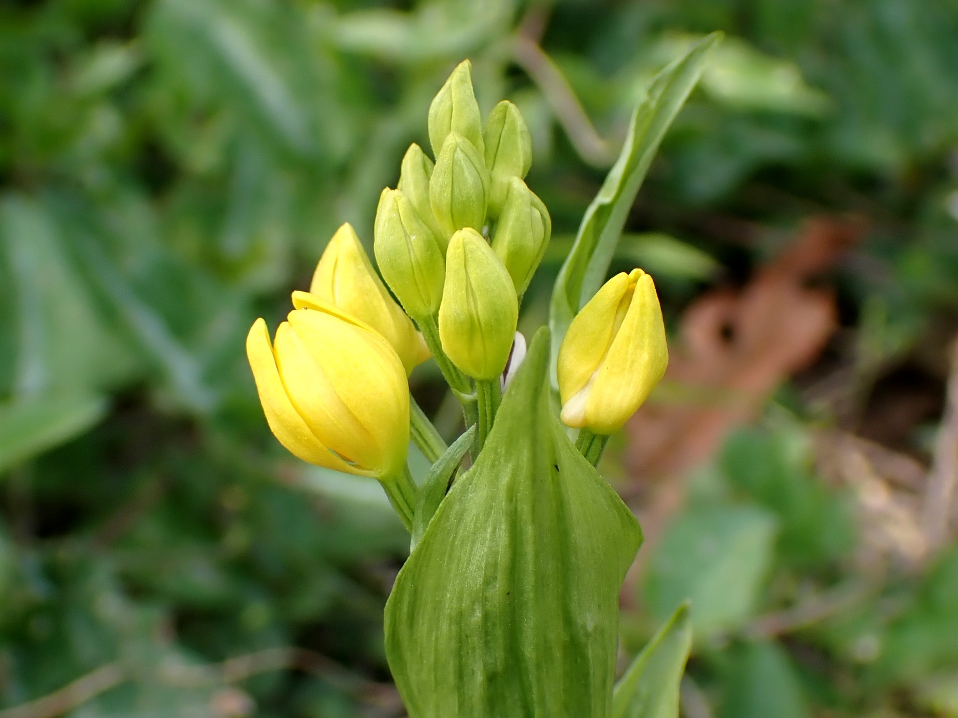 キンラン の高画質写真です。横浜市で、2025年4月18日に撮影したものです。