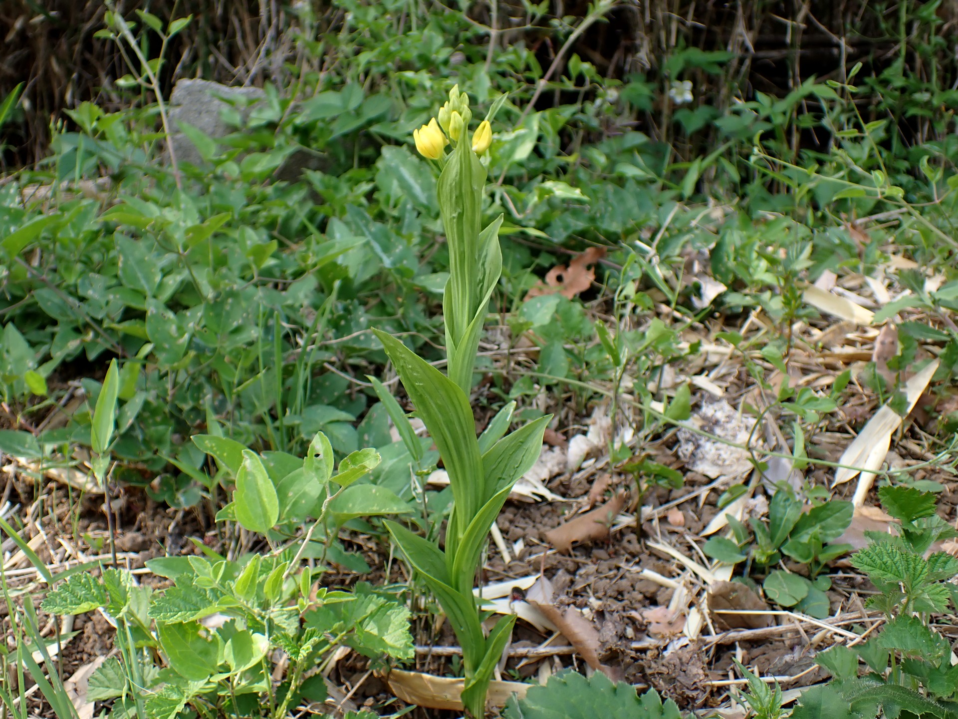 キンラン の高画質写真です。横浜市で、2025年4月18日に撮影したものです。