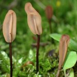 キツネノヤリタケ の高画質写真です。横浜市で、2025年4月24日に撮影したものです。