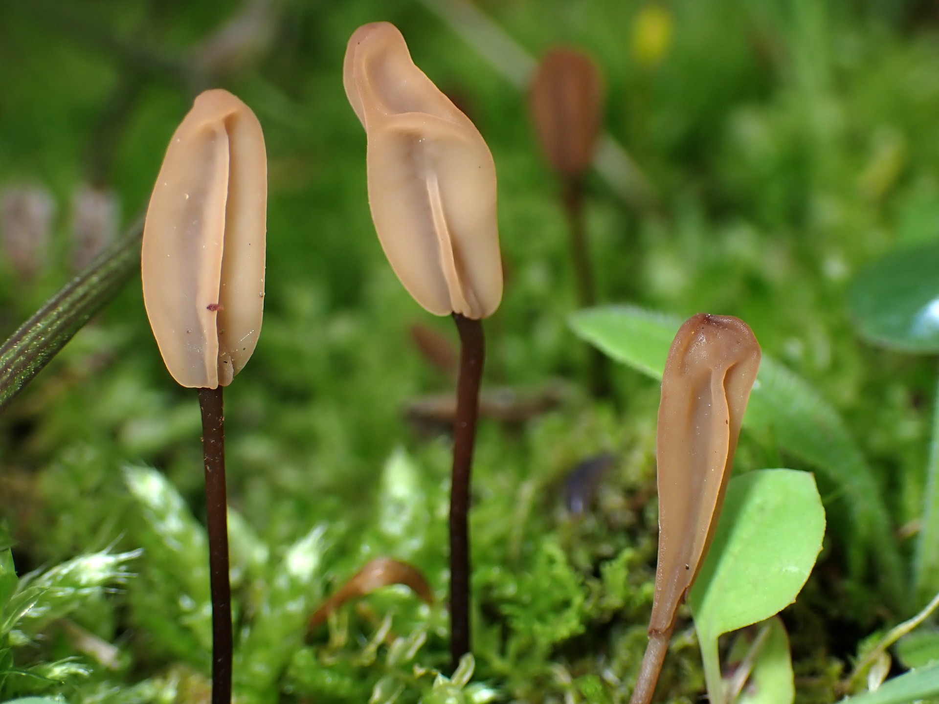 キツネノヤリタケ の高画質写真です。横浜市で、2025年4月24日に撮影したものです。