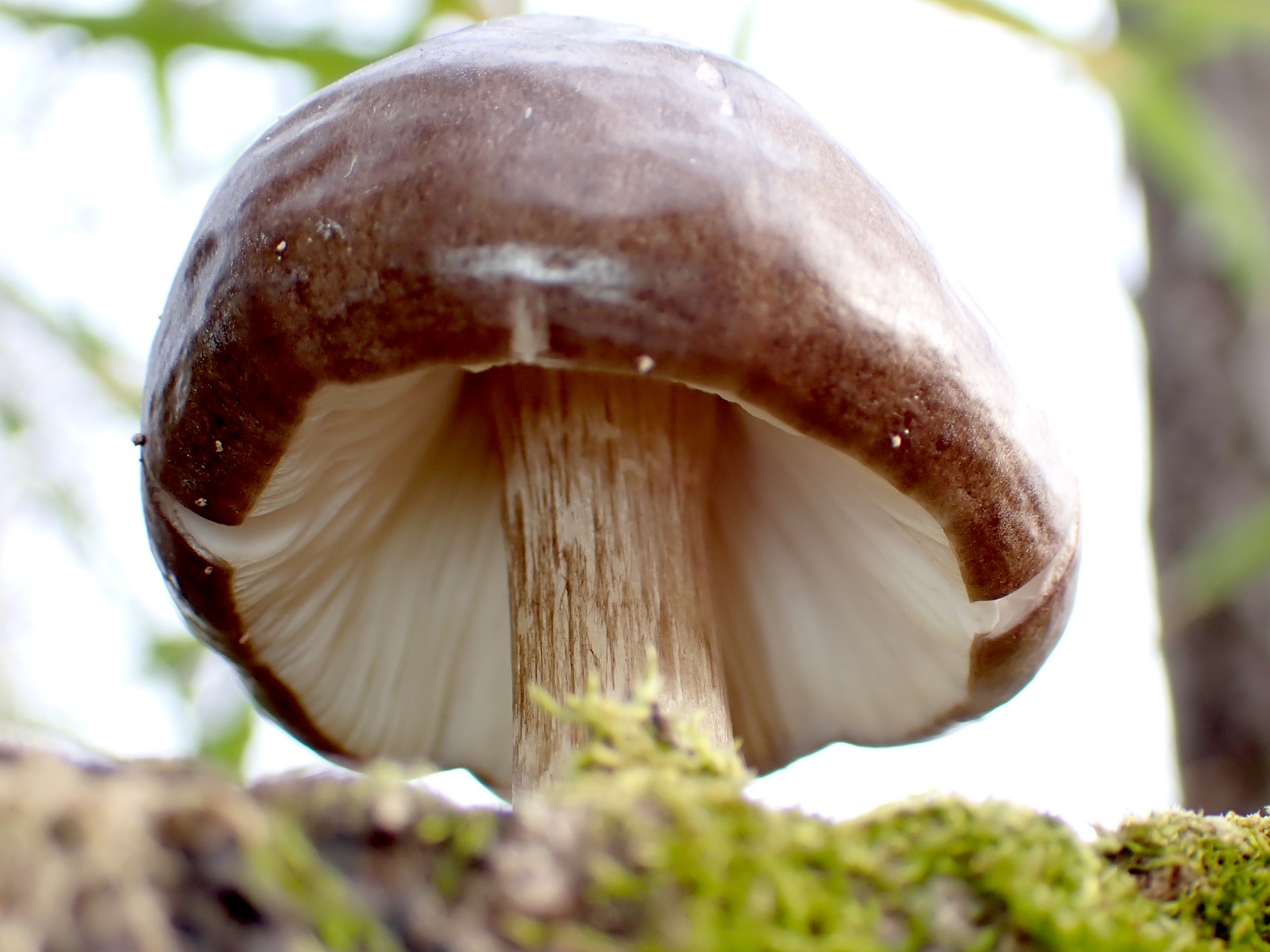 こげ茶色きのこ の写真です。横浜市で、2025年4月5日に撮影したものです。