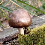 こげ茶色きのこ の写真です。横浜市で、2025年4月5日に撮影したものです。