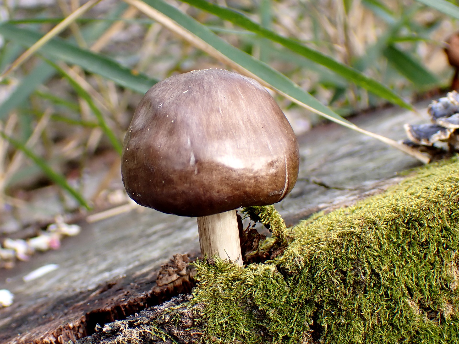 こげ茶色きのこ の写真です。横浜市で、2025年4月5日に撮影したものです。