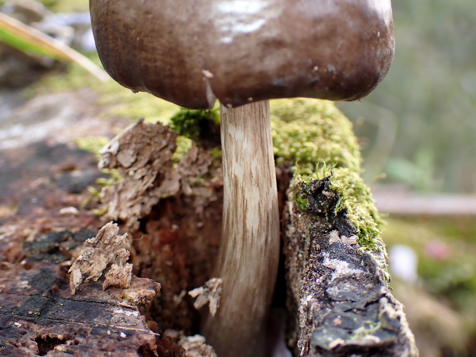 こげ茶色きのこ の写真です。横浜市で、2025年4月5日に撮影したものです。