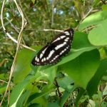 コミスジ の高画質写真です。横浜市で、2025年4月24日に撮影したものです。