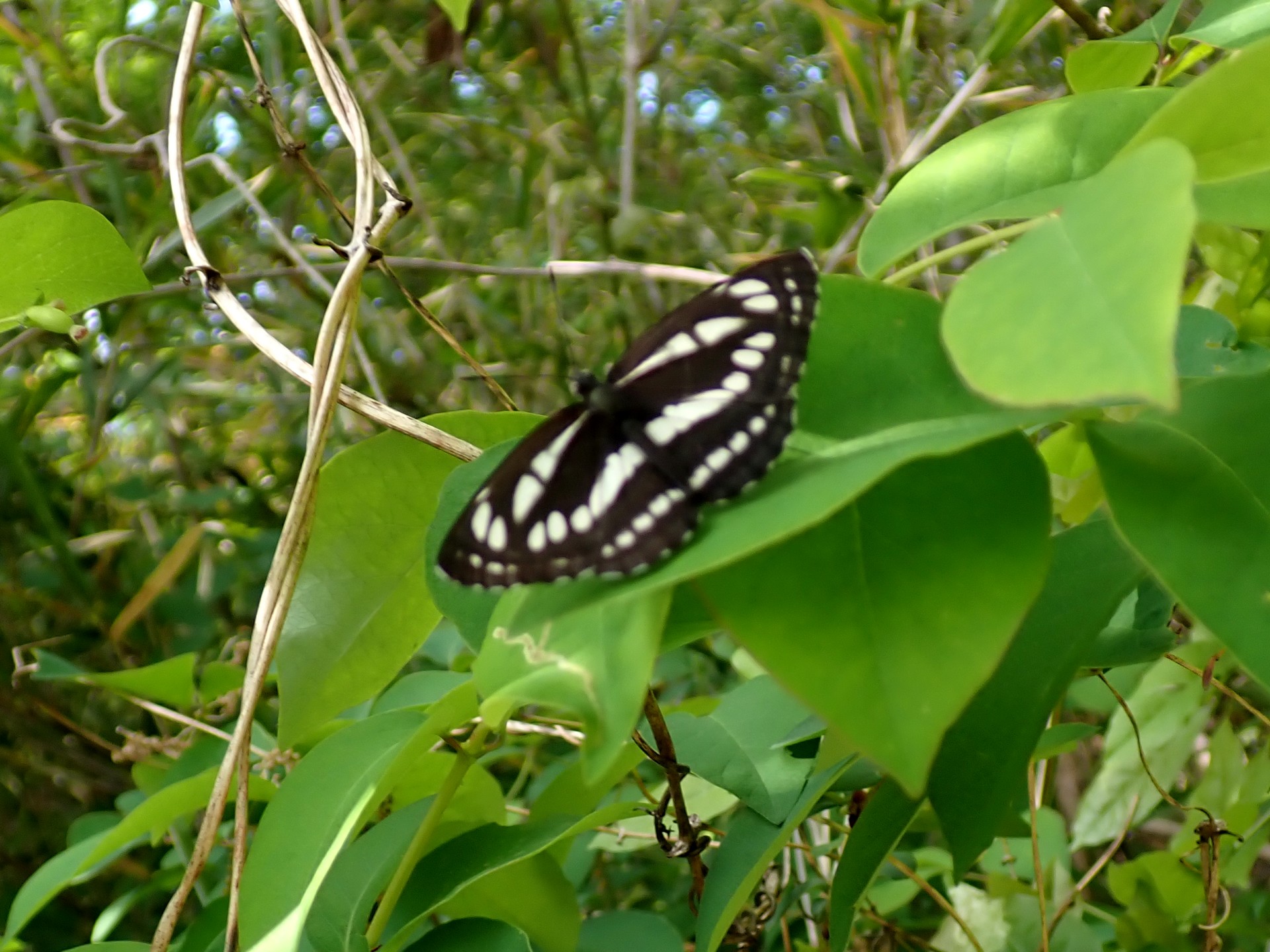 コミスジ の高画質写真です。横浜市で、2025年4月24日に撮影したものです。