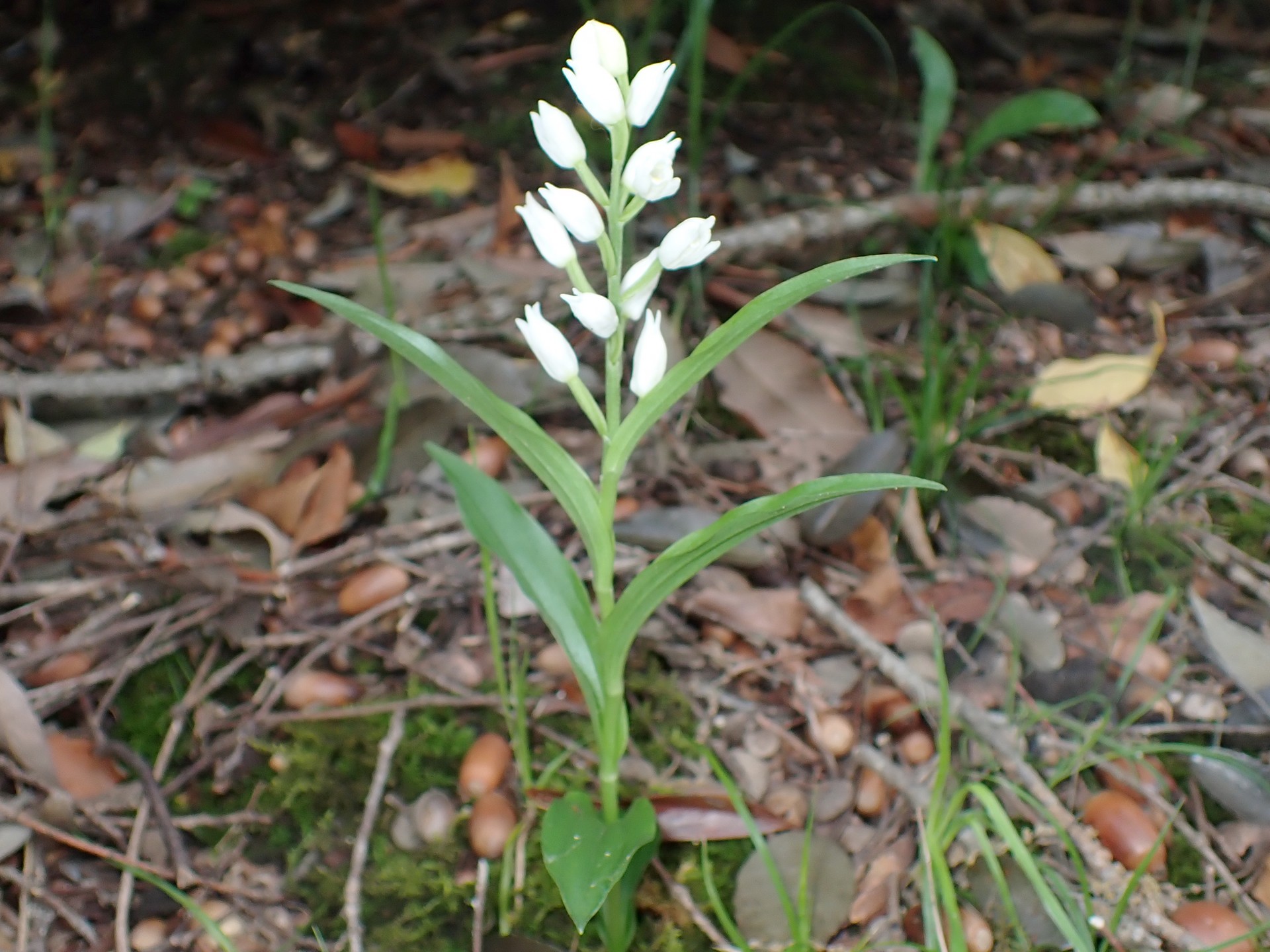クゲヌマラン の高画質写真です。横浜市で、2025年4月24日に撮影したものです。