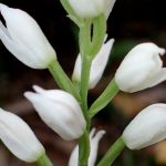 クゲヌマラン の高画質写真です。横浜市で、2025年4月24日に撮影したものです。