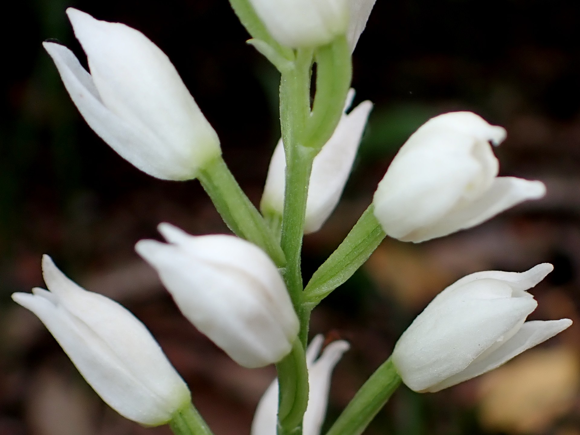 クゲヌマラン の高画質写真です。横浜市で、2025年4月24日に撮影したものです。