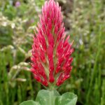 クリムソンクローバー の高画質写真です。横浜市で、2025年4月24日に撮影したものです。