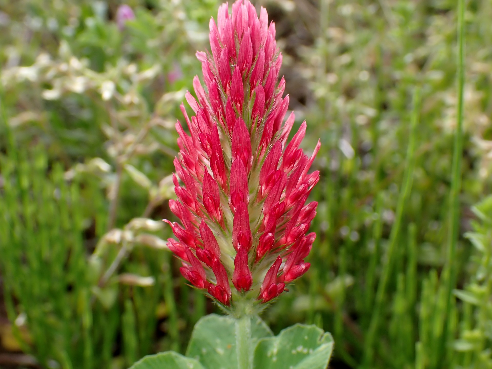 クリムソンクローバー の高画質写真です。横浜市で、2025年4月24日に撮影したものです。