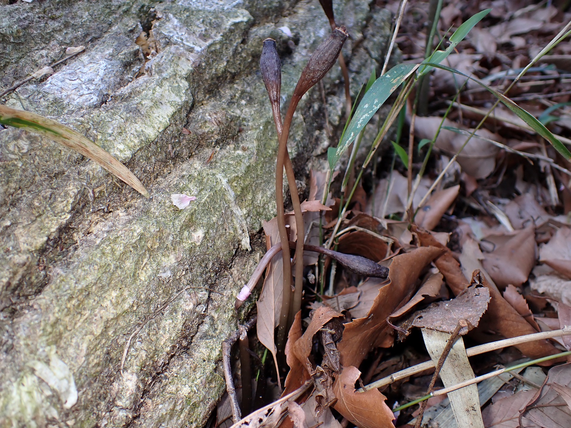 クロヤツシロランの種 の高画質写真です。横浜市で、2025年4月9日に撮影したものです。