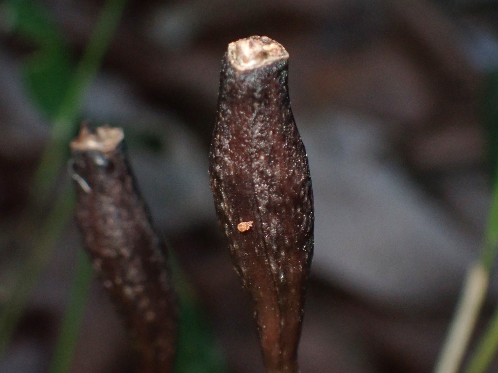 クロヤツシロランの種 の高画質写真です。横浜市で、2025年4月16日に撮影したものです。