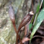 クロヤツシロランの種 の高画質写真です。横浜市で、2025年4月9日に撮影したものです。