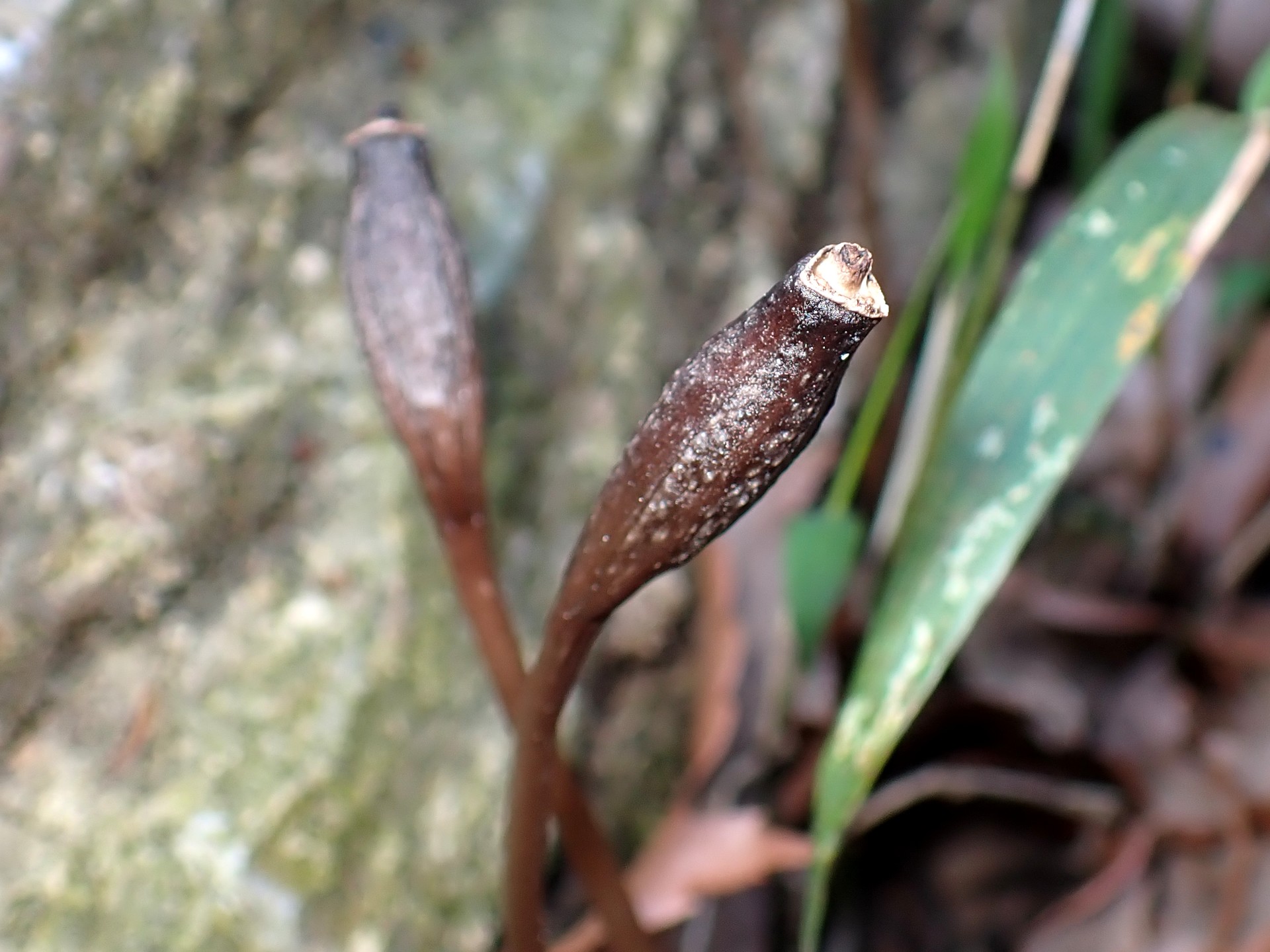 クロヤツシロランの種 の高画質写真です。横浜市で、2025年4月9日に撮影したものです。