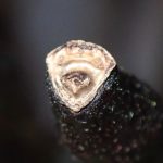 クロヤツシロランの種 の高画質写真です。横浜市で、2025年4月16日に撮影したものです。