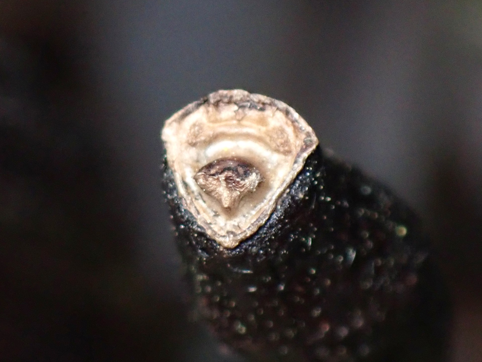 クロヤツシロランの種 の高画質写真です。横浜市で、2025年4月16日に撮影したものです。