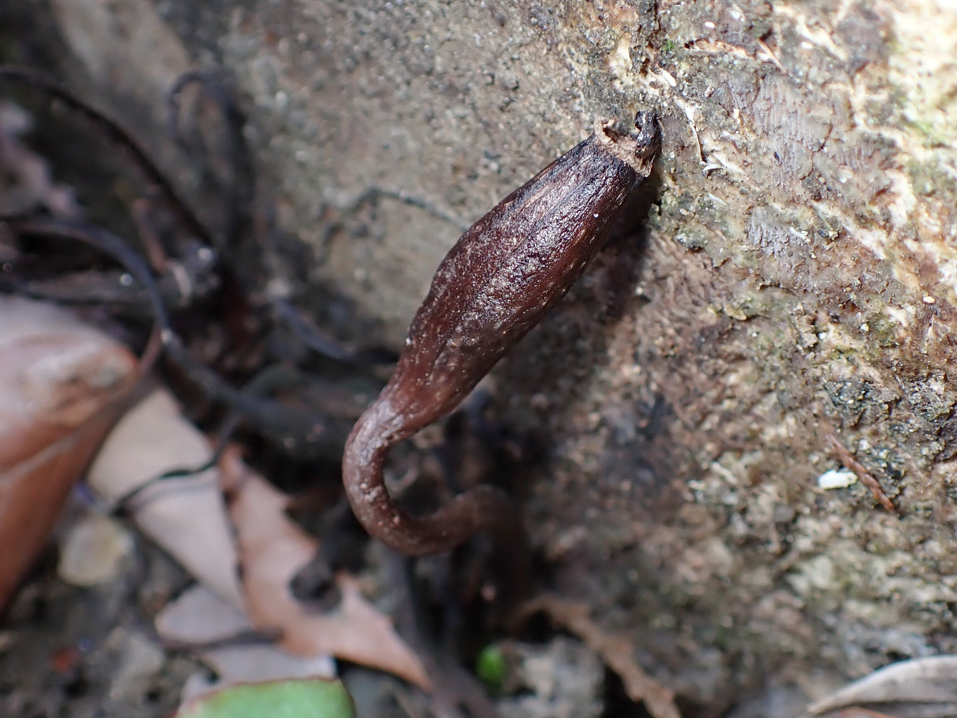 クロヤツシロランの種 の高画質写真です。横浜市で、2025年4月9日に撮影したものです。