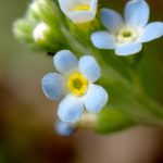 キュウリグサ の高画質写真です。横浜市で、2025年4月11日に撮影したものです。