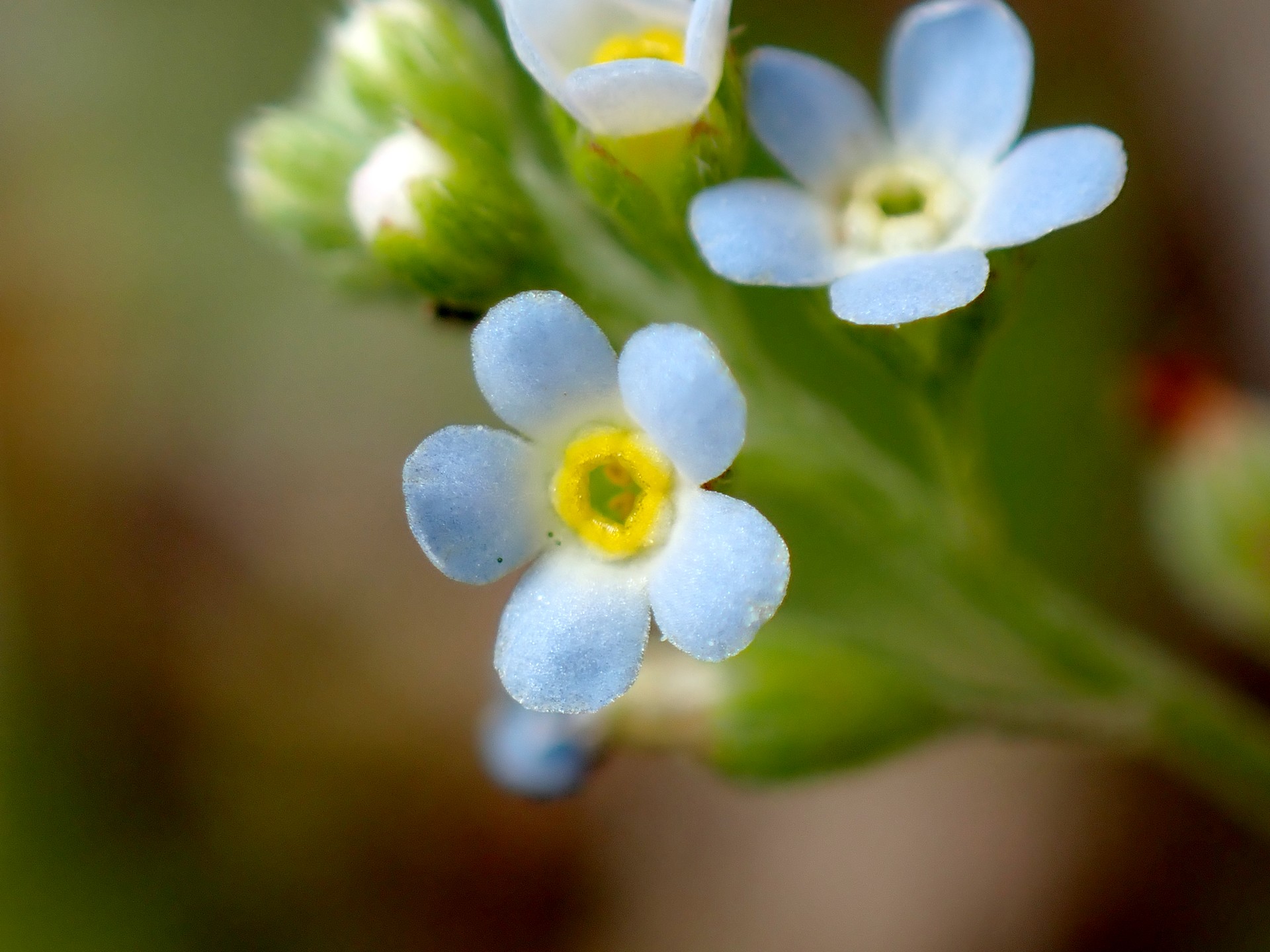 キュウリグサ の高画質写真です。横浜市で、2025年4月11日に撮影したものです。