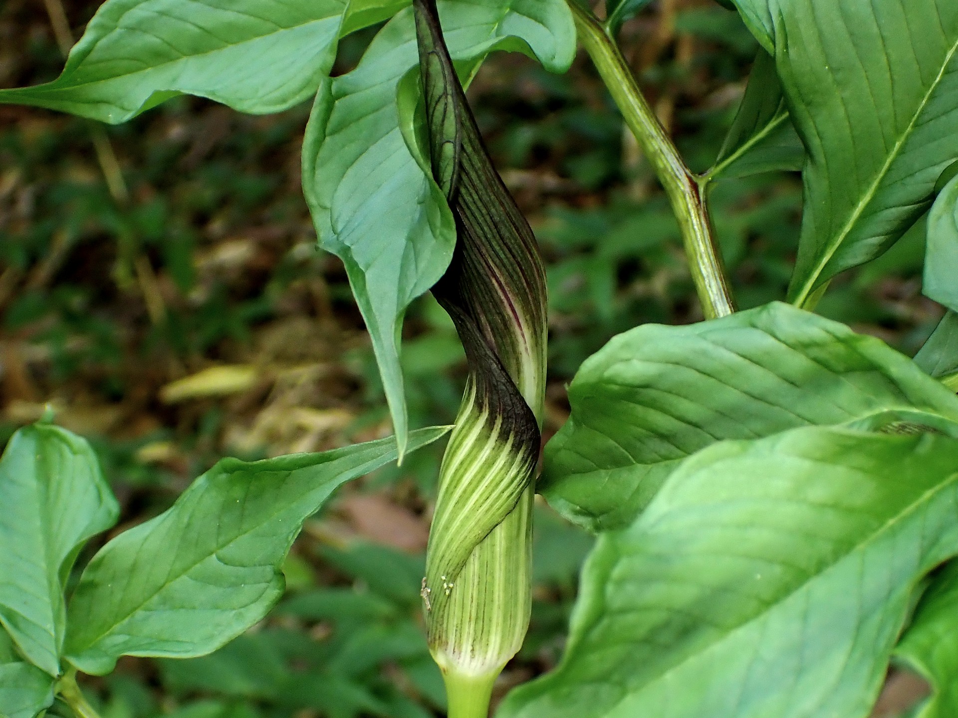 マムシグサ の高画質写真です。横浜市で、2025年4月30日に撮影したものです。