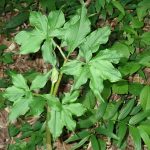 マムシグサ の高画質写真です。横浜市で、2025年4月30日に撮影したものです。