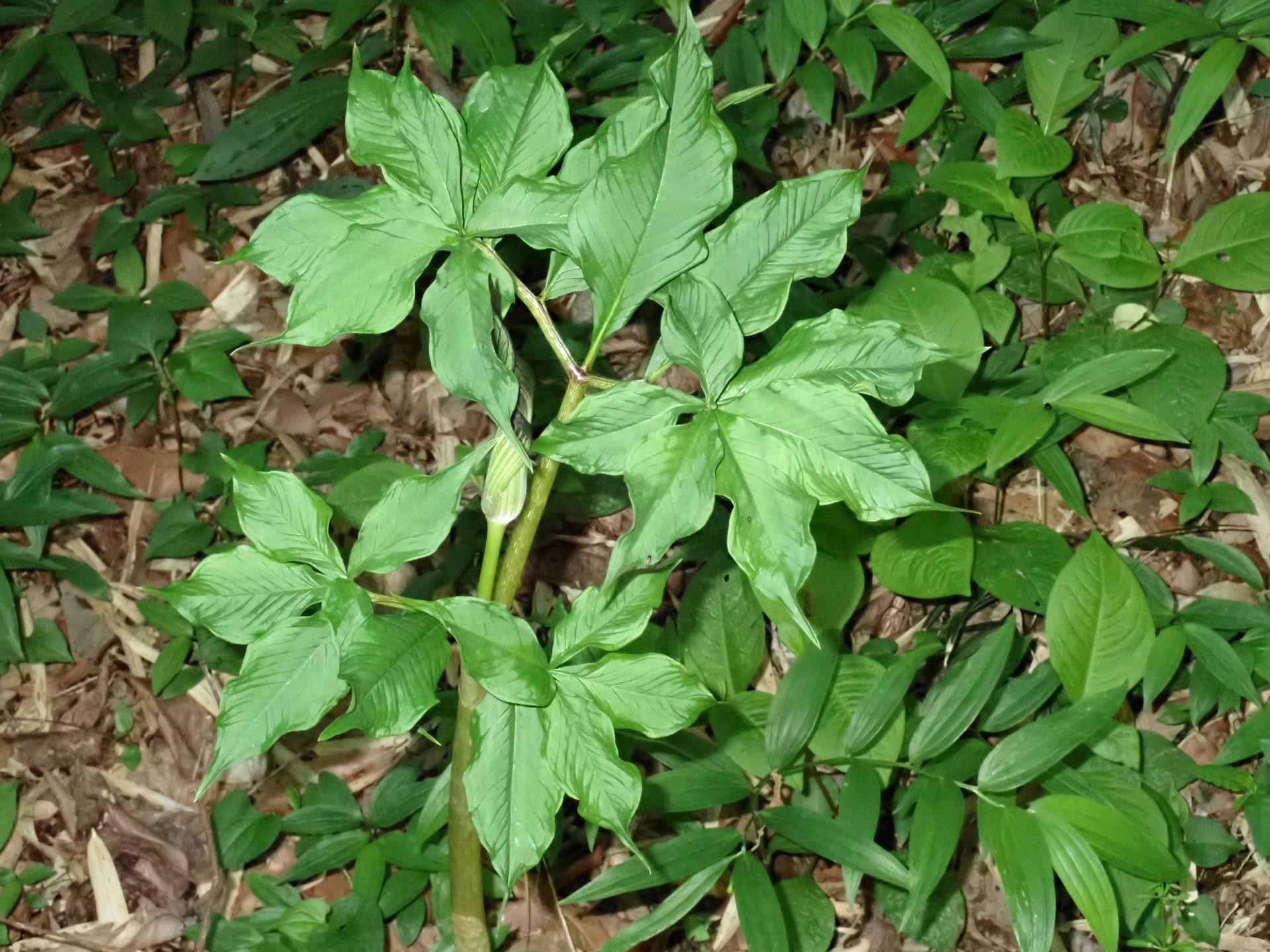 マムシグサ の高画質写真です。横浜市で、2025年4月30日に撮影したものです。