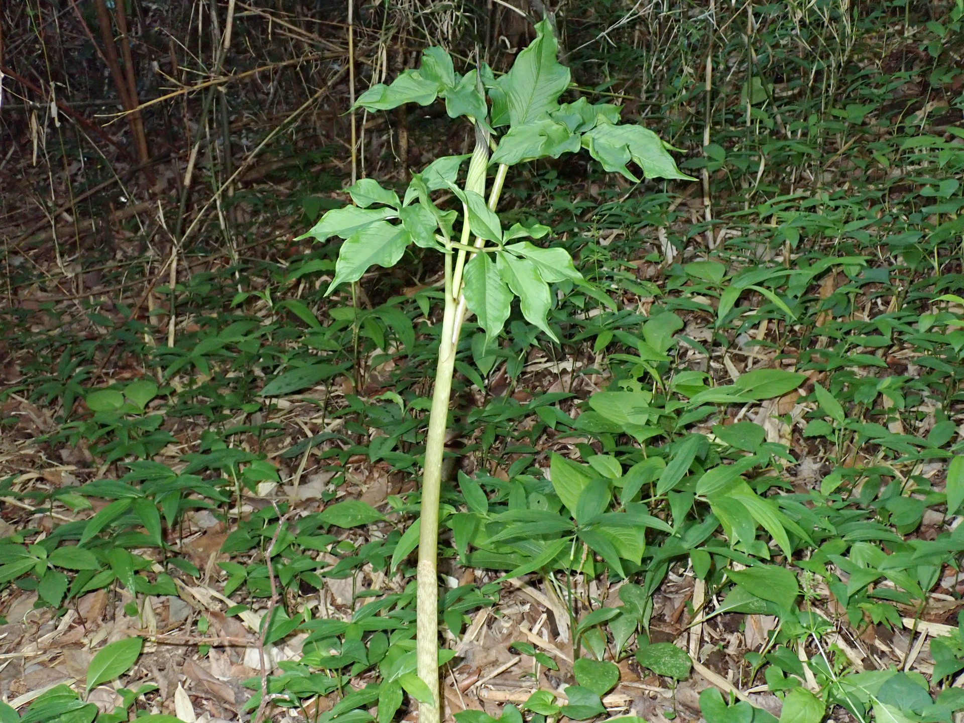 マムシグサ の高画質写真です。横浜市で、2025年4月30日に撮影したものです。