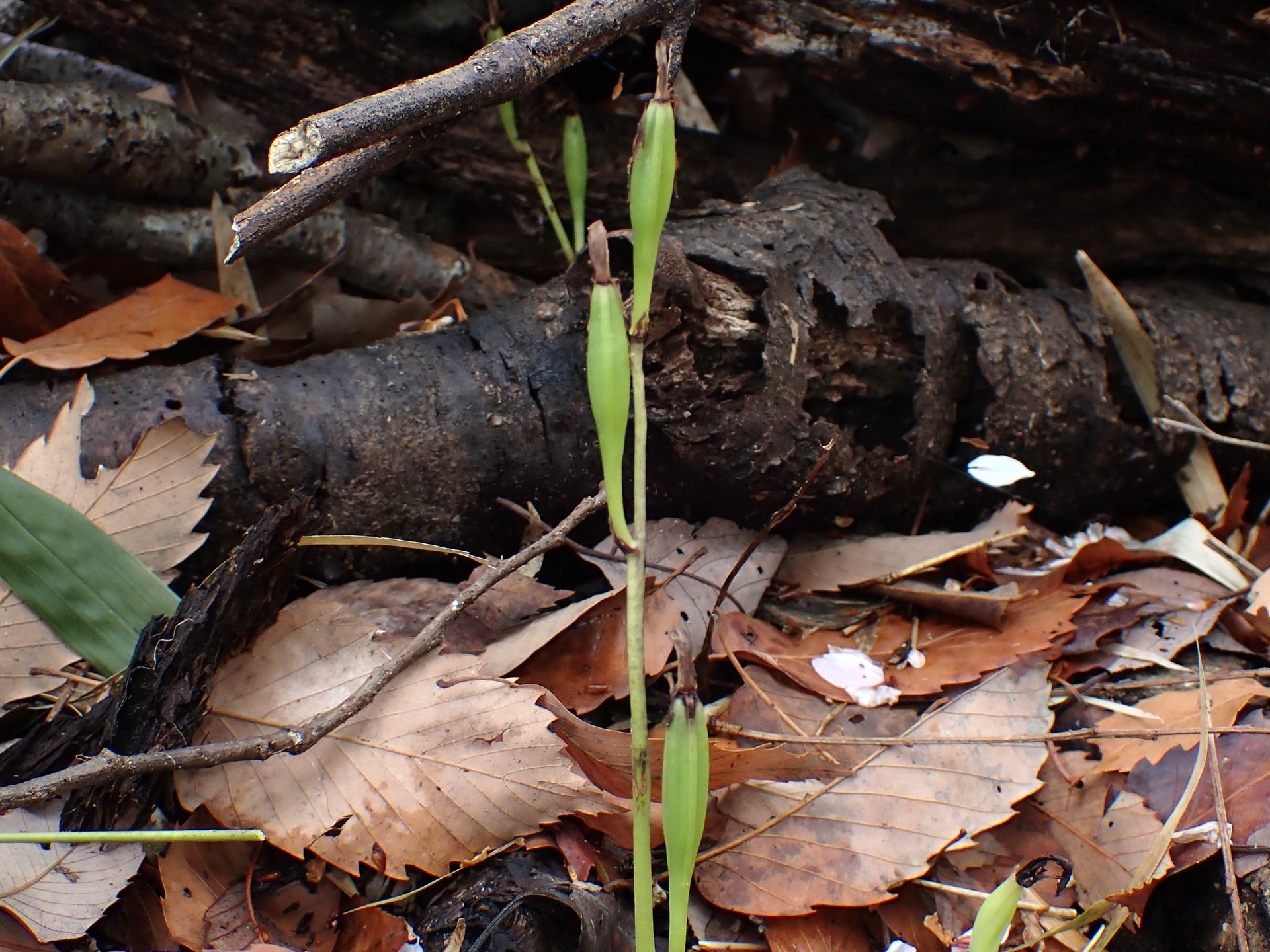 マヤランの種 の高画質写真です。横浜市で、2025年4月11日に撮影したものです。
