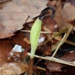 マヤランの種 の高画質写真です。横浜市で、2025年4月11日に撮影したものです。