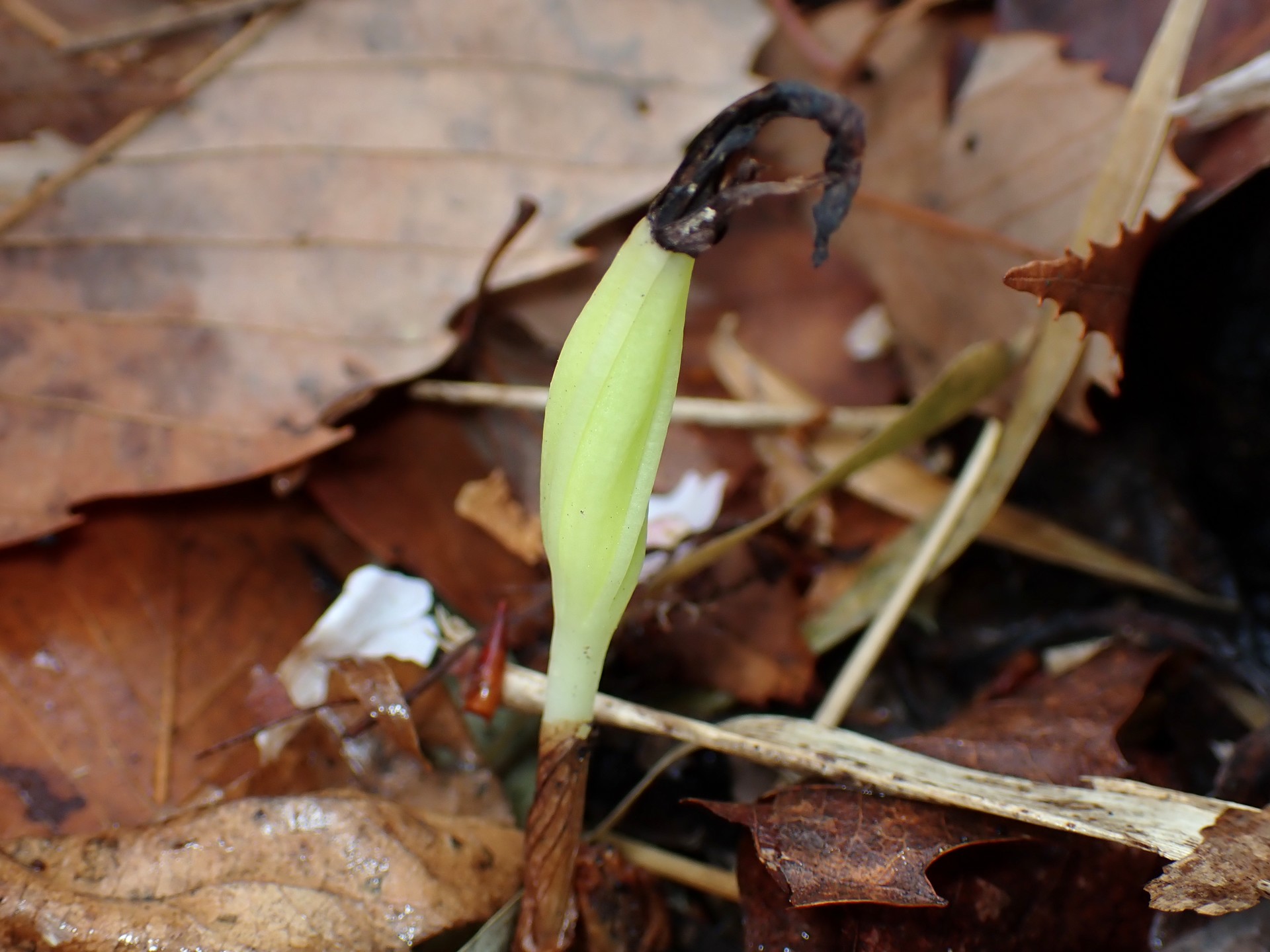 マヤランの種 の高画質写真です。横浜市で、2025年4月11日に撮影したものです。