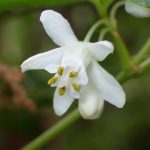 ミツバウツギ の高画質写真です。横浜市で、2025年4月22日に撮影したものです。