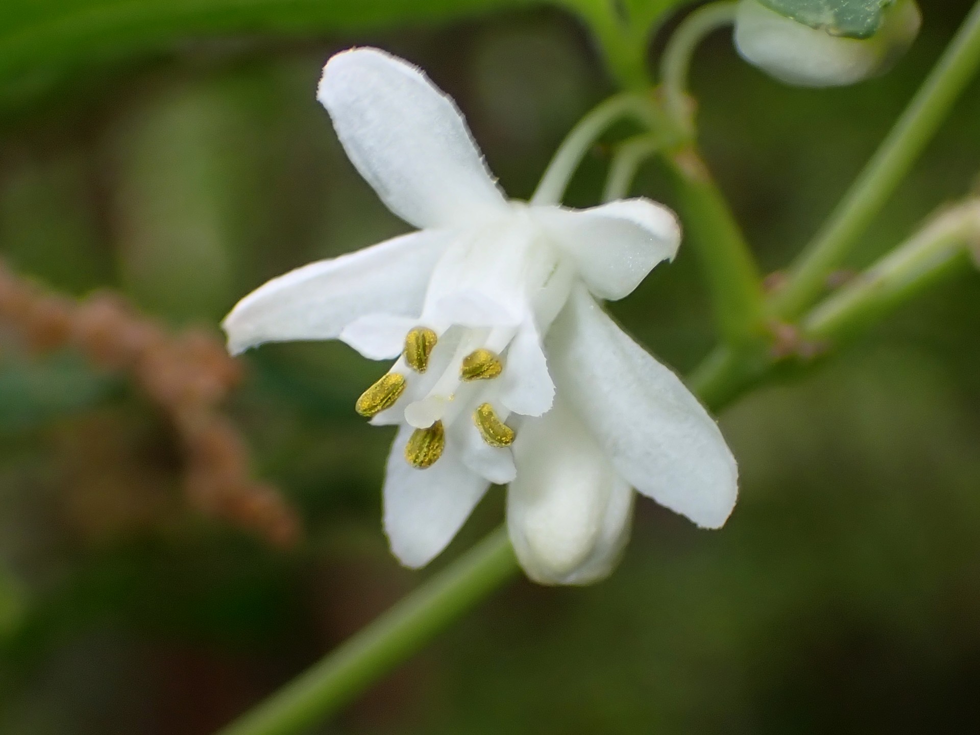 ミツバウツギ の高画質写真です。横浜市で、2025年4月22日に撮影したものです。