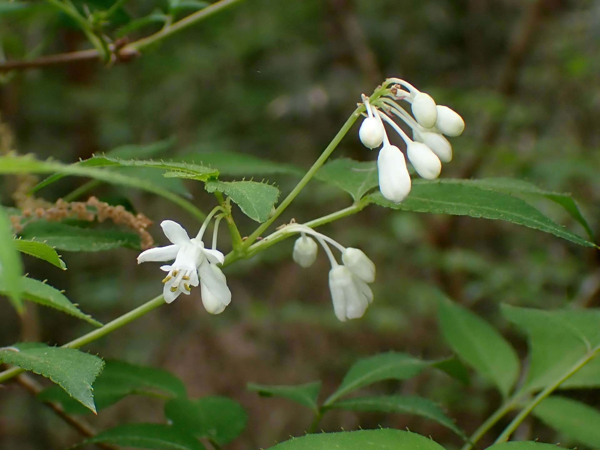 ミツバウツギ の高画質写真です。横浜市で、2025年4月22日に撮影したものです。
