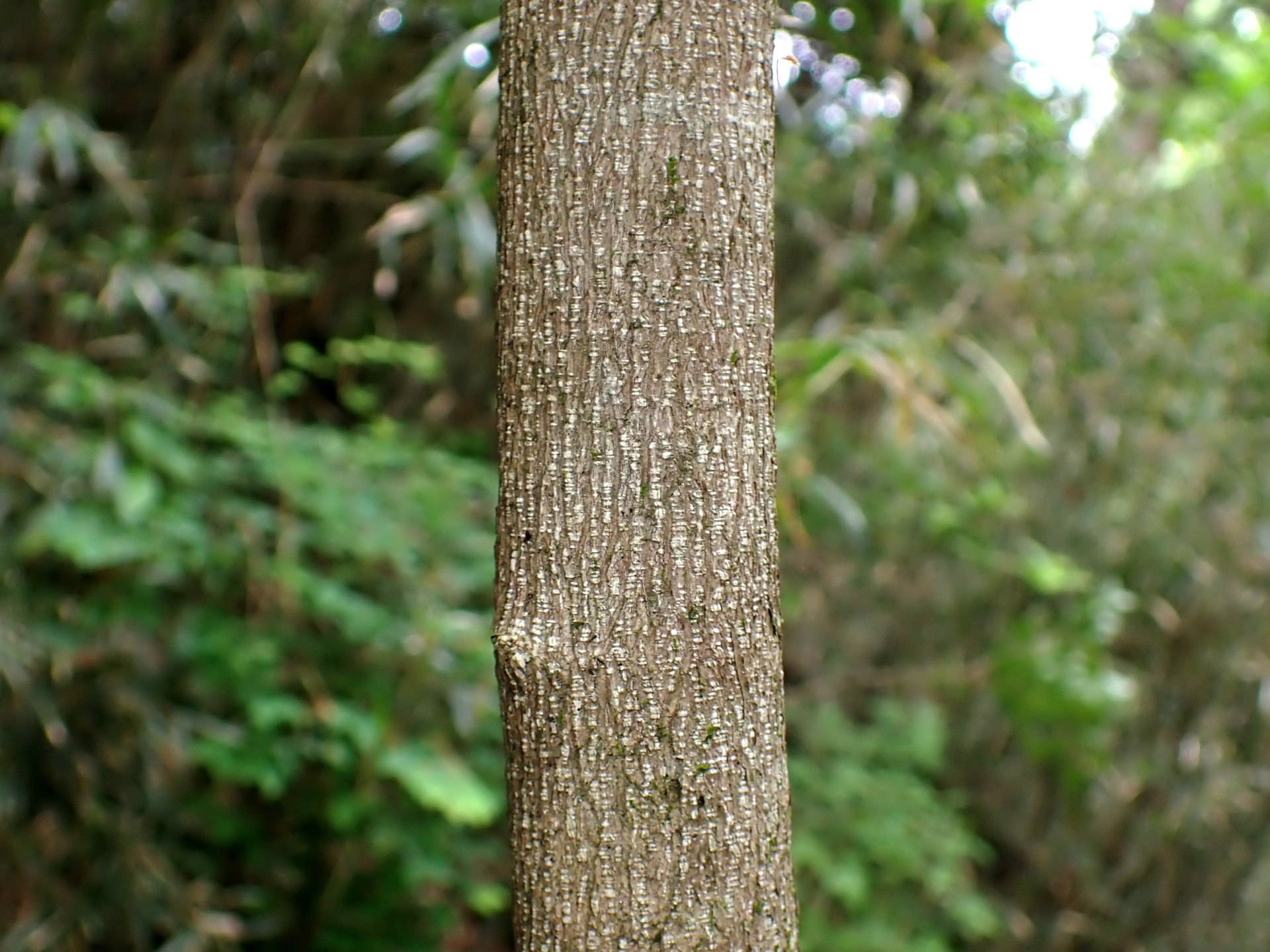 ミツバウツギ の高画質写真です。横浜市で、2025年4月22日に撮影したものです。