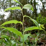 ミヤマナルコユリ の高画質写真です。横浜市で、2025年4月12日に撮影したものです。