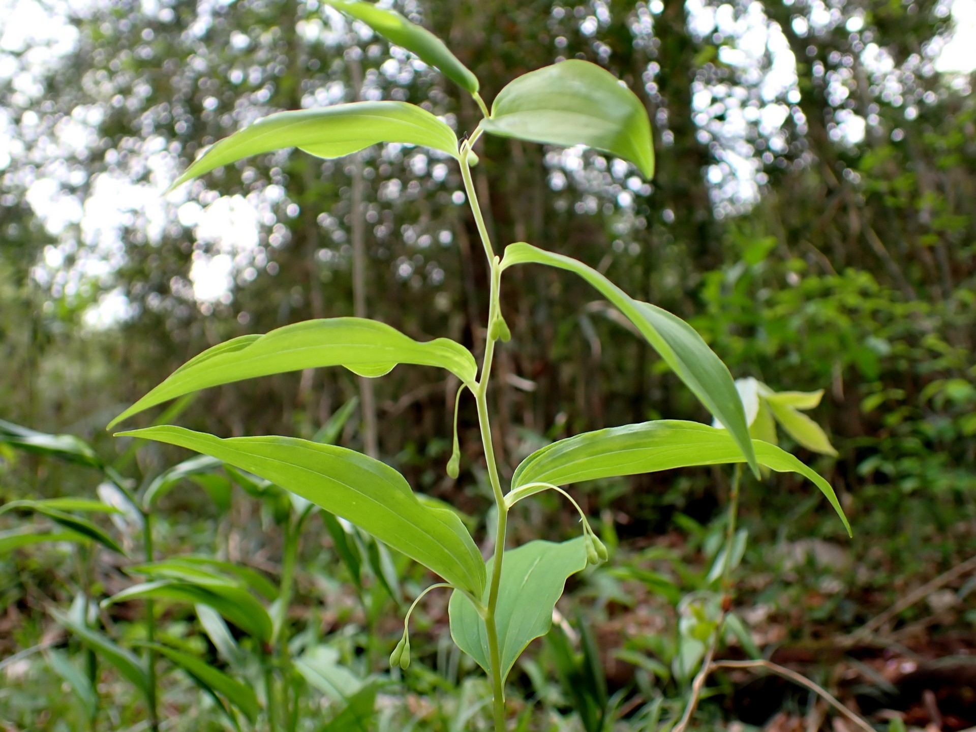 ミヤマナルコユリ の高画質写真です。横浜市で、2025年4月12日に撮影したものです。
