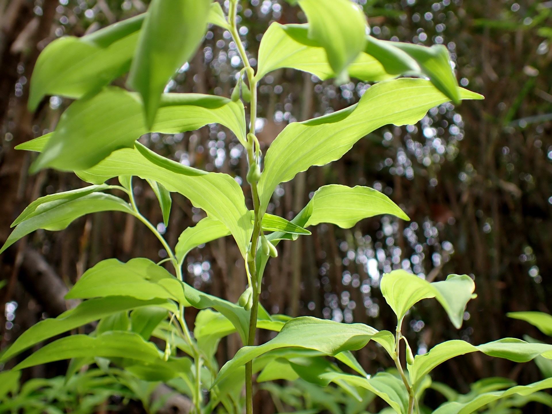 ミヤマナルコユリ の高画質写真です。横浜市で、2025年4月11日に撮影したものです。